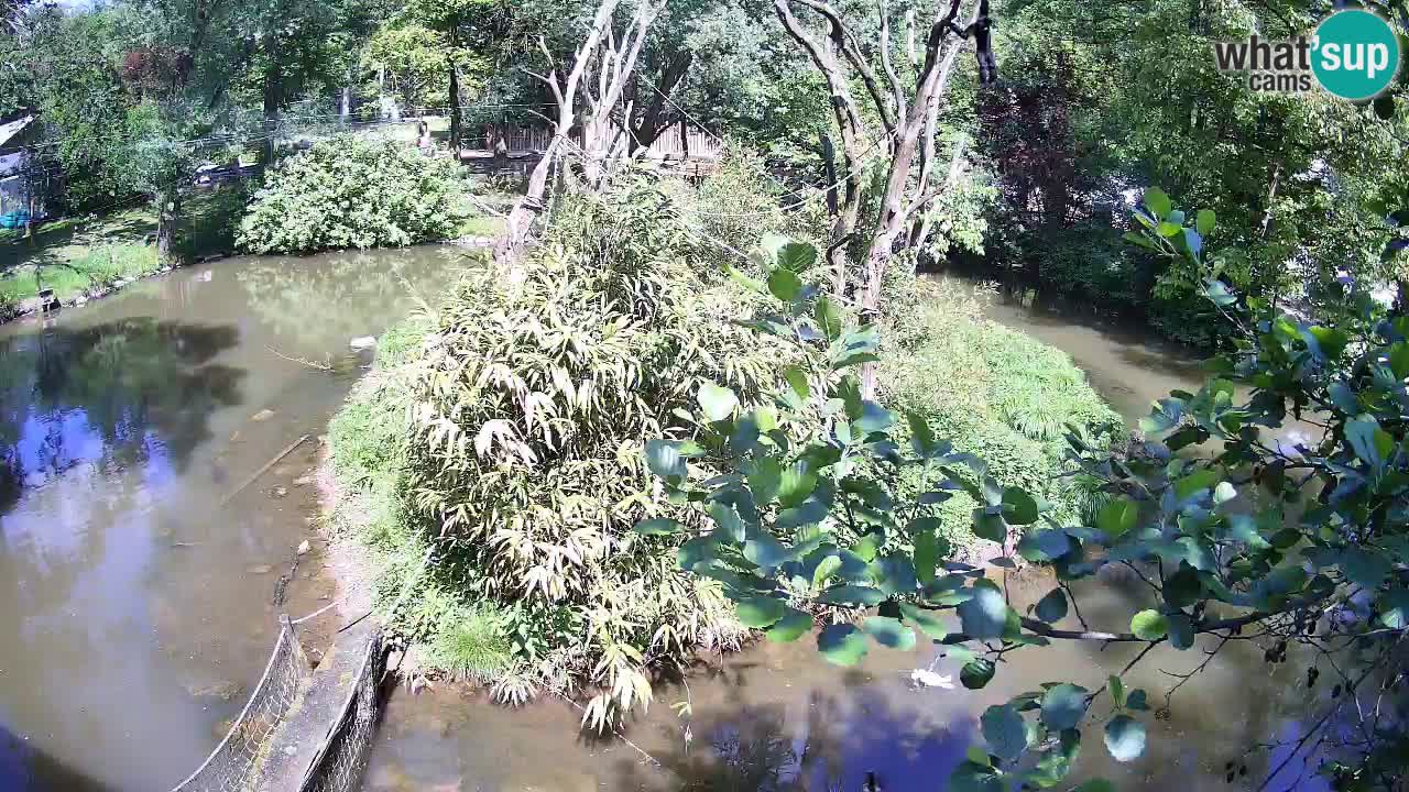 Yellow-cheeked gibbon Zoo Ljubljana livecam