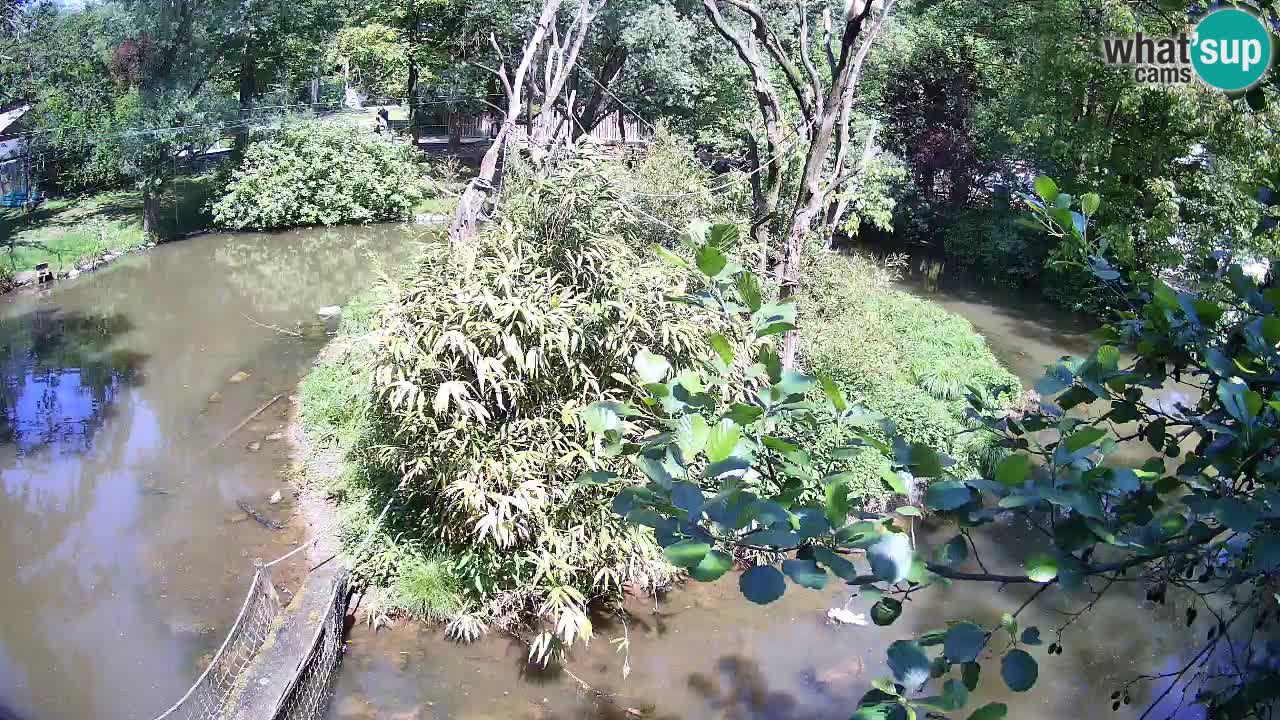 Yellow-cheeked gibbon Zoo Ljubljana livecam