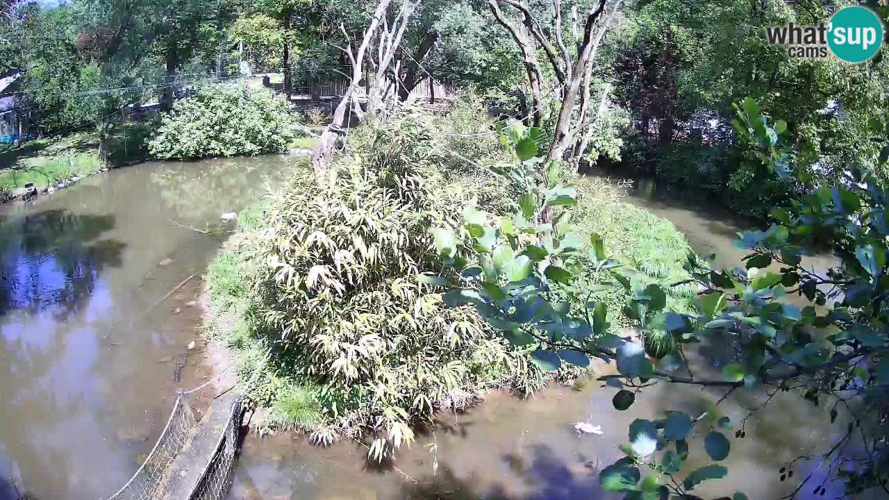 Südlicher Gelbwangen-Schopfgibbon Zoo Ljubljana webcam