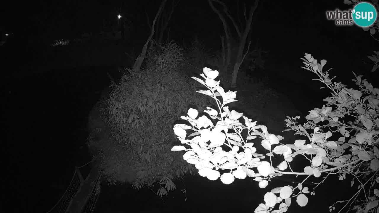 Südlicher Gelbwangen-Schopfgibbon Zoo Ljubljana webcam