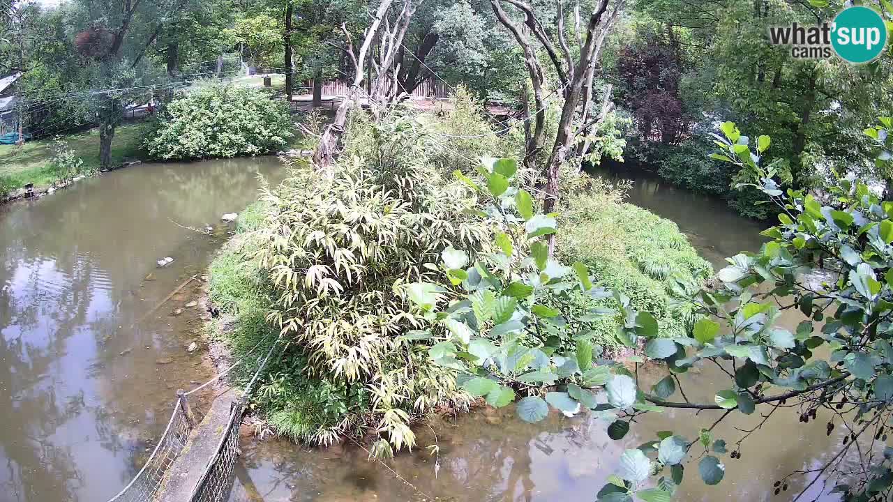 Südlicher Gelbwangen-Schopfgibbon Zoo Ljubljana webcam