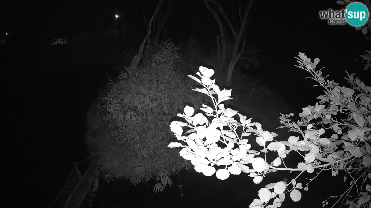 Gibbon à joues jaunes Zoo Ljubljana live cam