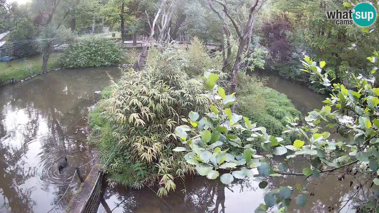 Südlicher Gelbwangen-Schopfgibbon Zoo Ljubljana webcam
