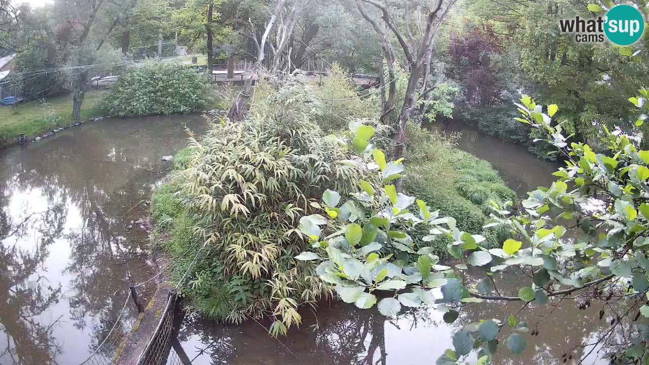 Südlicher Gelbwangen-Schopfgibbon Zoo Ljubljana webcam