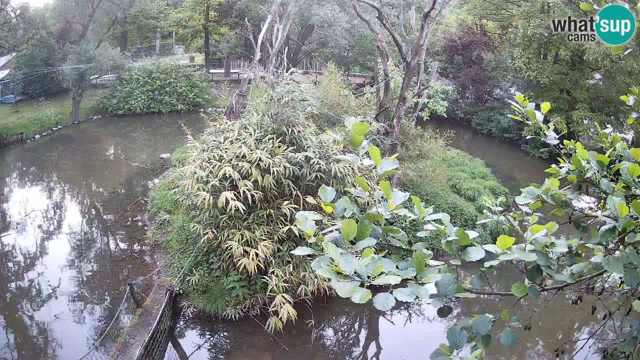Südlicher Gelbwangen-Schopfgibbon Zoo Ljubljana webcam