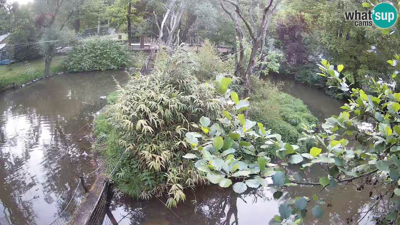 Gibon – Nomascus gabriellae – Zoo Ljubljana web kamera