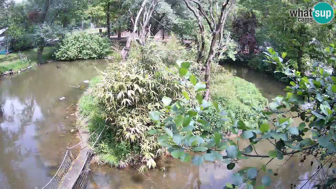 Yellow-cheeked gibbon Zoo Ljubljana livecam