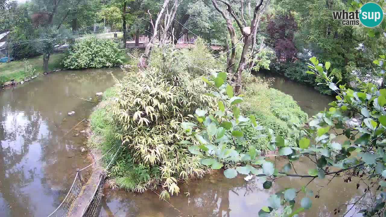 Yellow-cheeked gibbon Zoo Ljubljana livecam