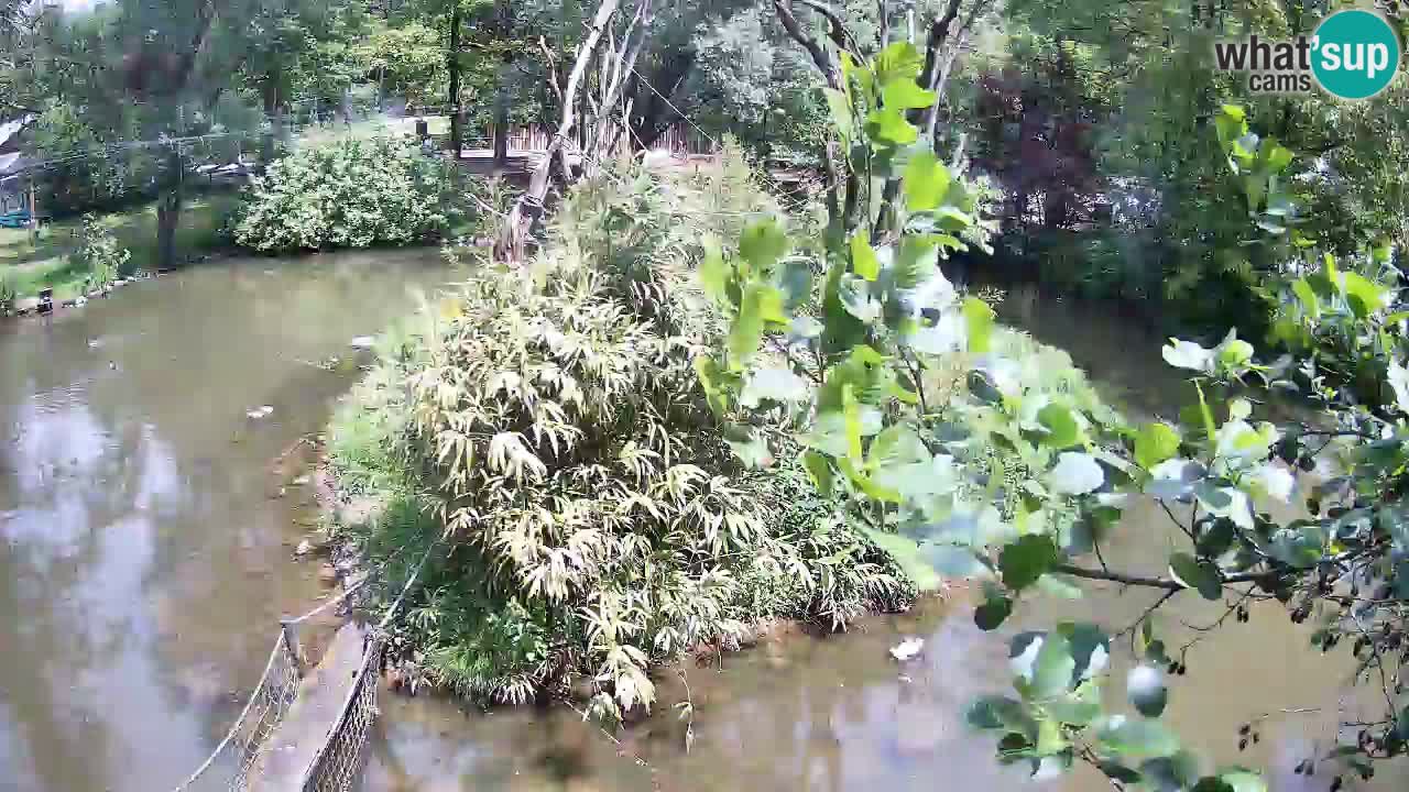 Yellow-cheeked gibbon Zoo Ljubljana livecam