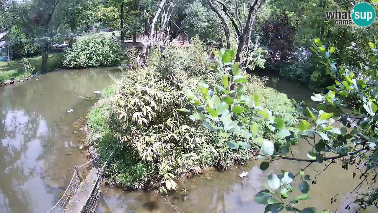 Yellow-cheeked gibbon Zoo Ljubljana livecam