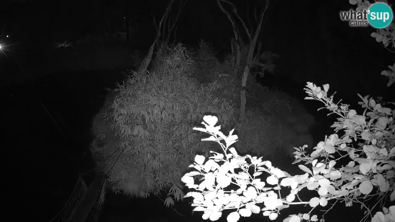Yellow-cheeked gibbon Zoo Ljubljana livecam