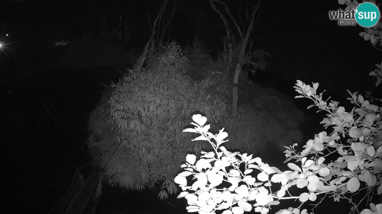 Yellow-cheeked gibbon Zoo Ljubljana livecam