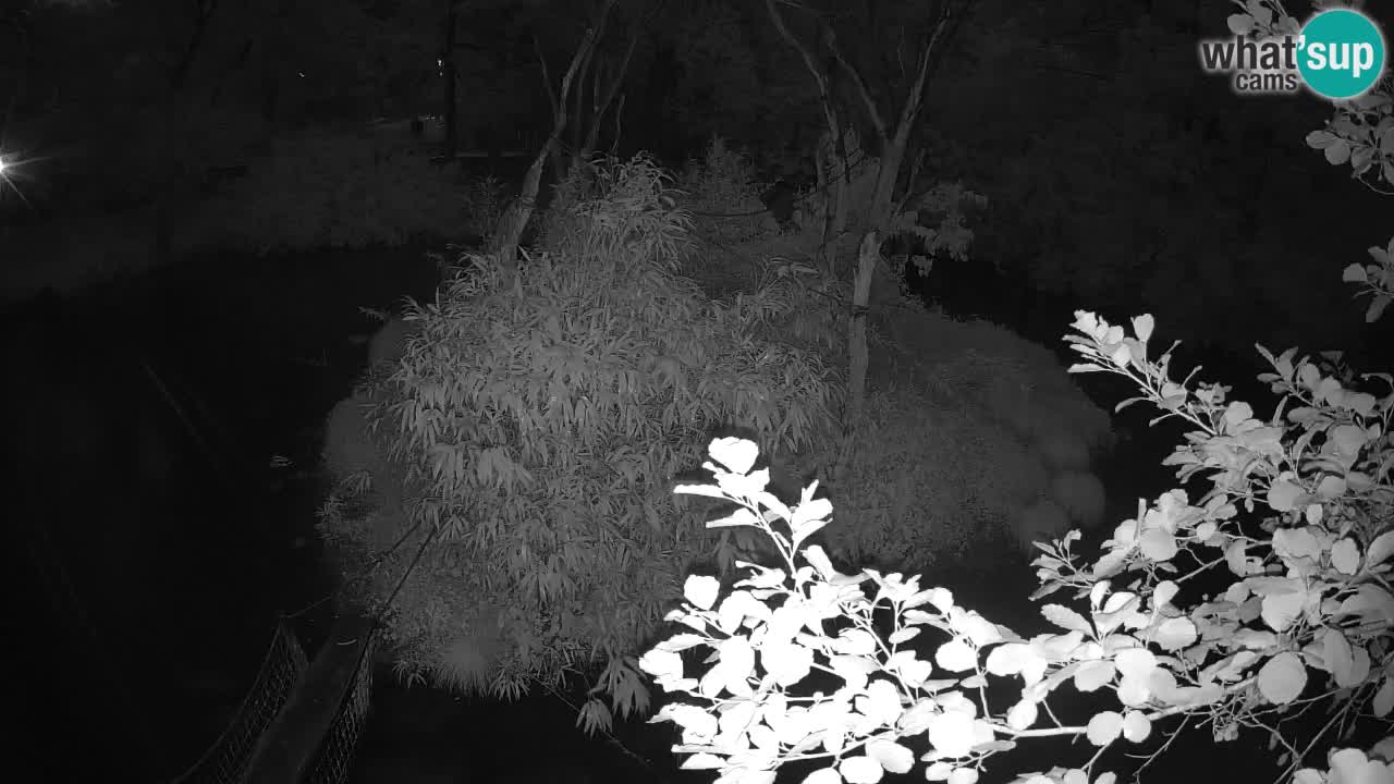Yellow-cheeked gibbon Zoo Ljubljana livecam