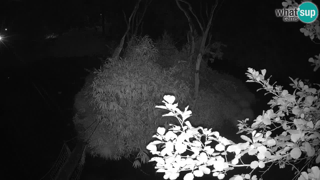 Yellow-cheeked gibbon Zoo Ljubljana livecam