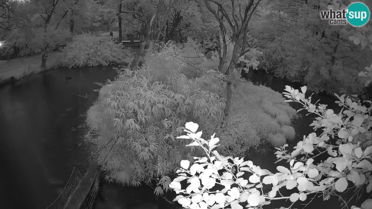 Yellow-cheeked gibbon Zoo Ljubljana livecam