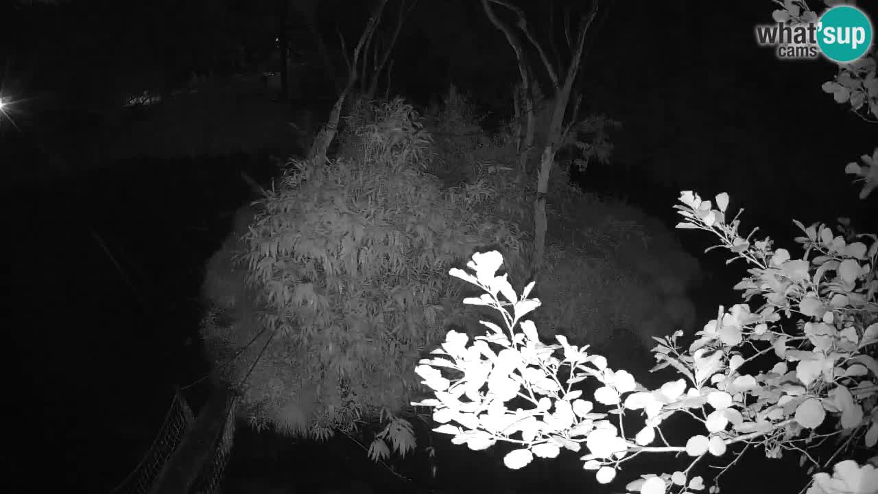 Yellow-cheeked gibbon Zoo Ljubljana livecam