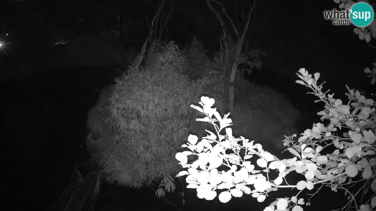 Gibbon à joues jaunes Zoo Ljubljana live cam