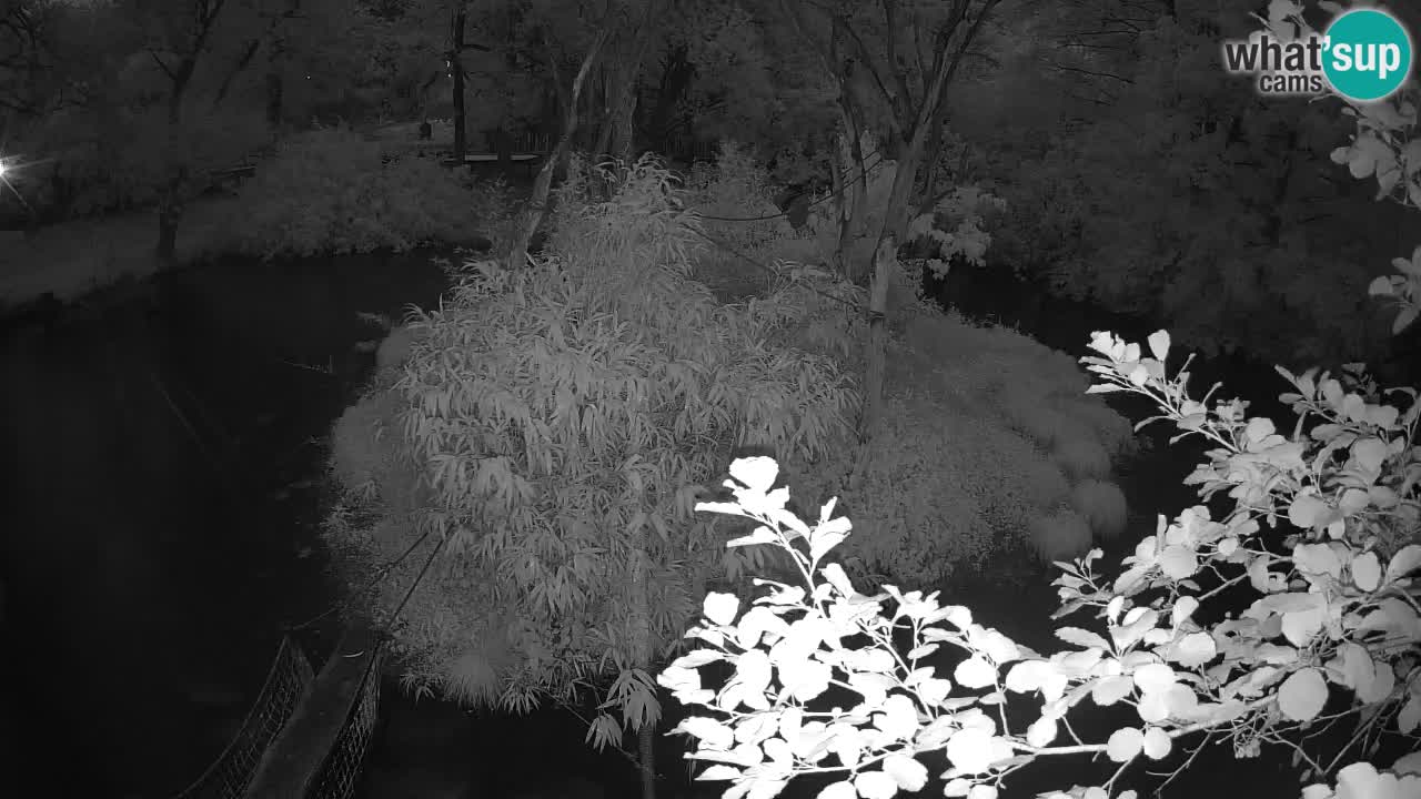 Yellow-cheeked gibbon Zoo Ljubljana livecam