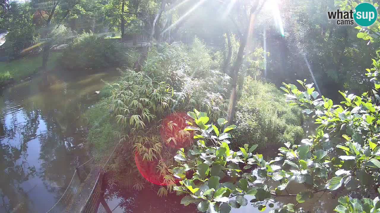 Südlicher Gelbwangen-Schopfgibbon Zoo Ljubljana webcam