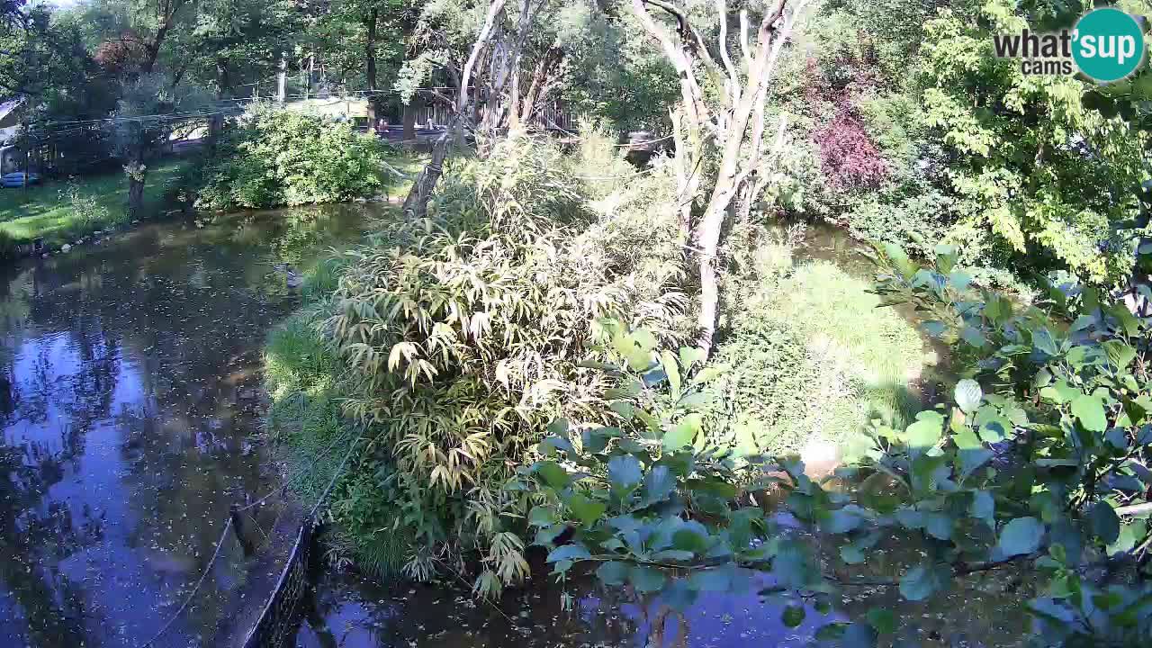 Gibbon à joues jaunes Zoo Ljubljana live cam