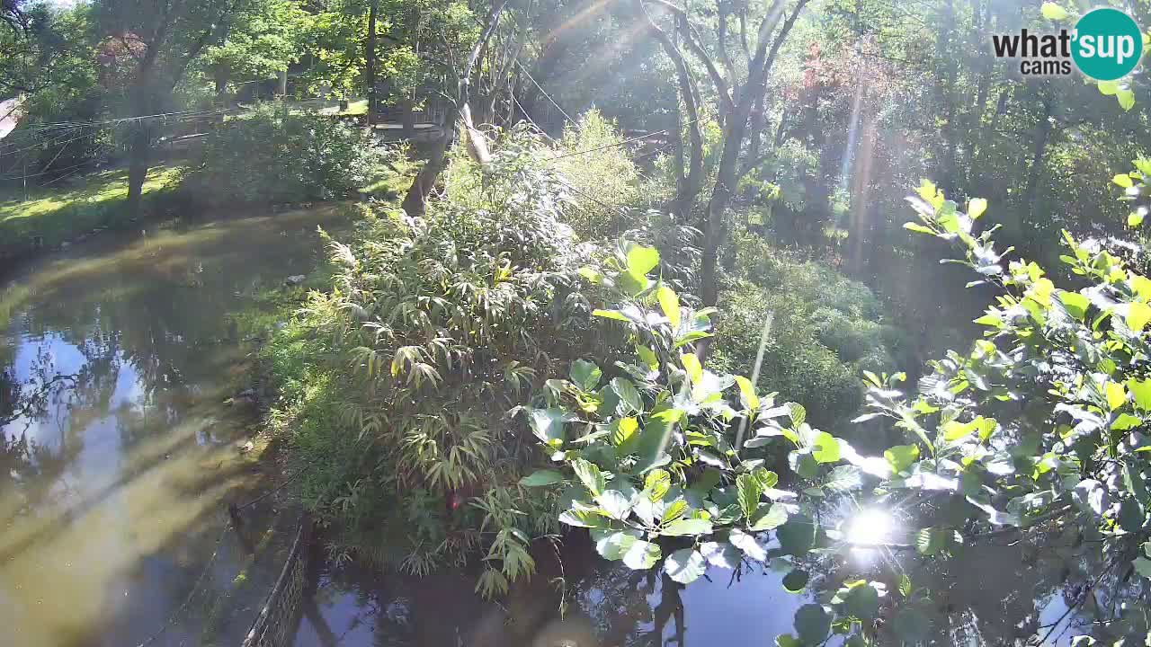 Yellow-cheeked gibbon Zoo Ljubljana livecam