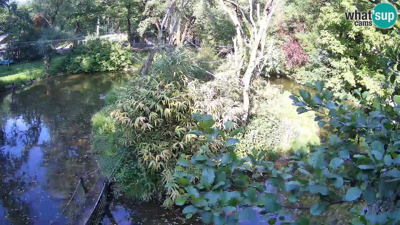 Gibbon à joues jaunes Zoo Ljubljana live cam