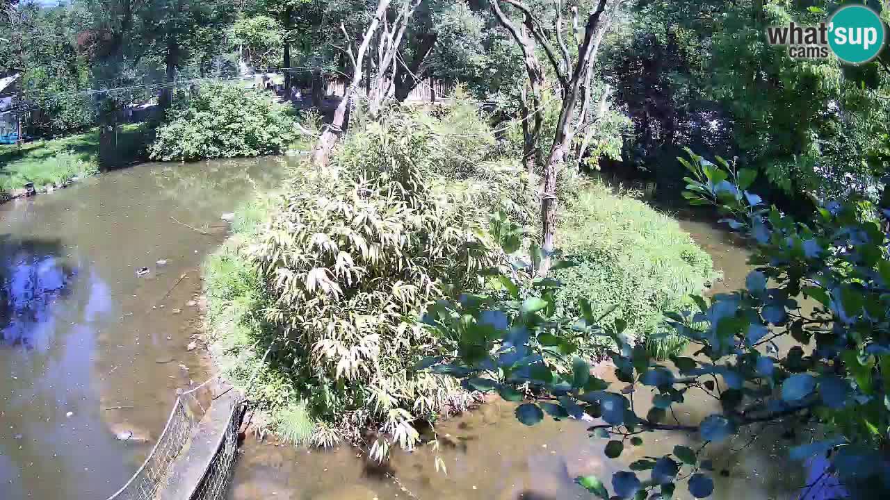 Südlicher Gelbwangen-Schopfgibbon Zoo Ljubljana webcam