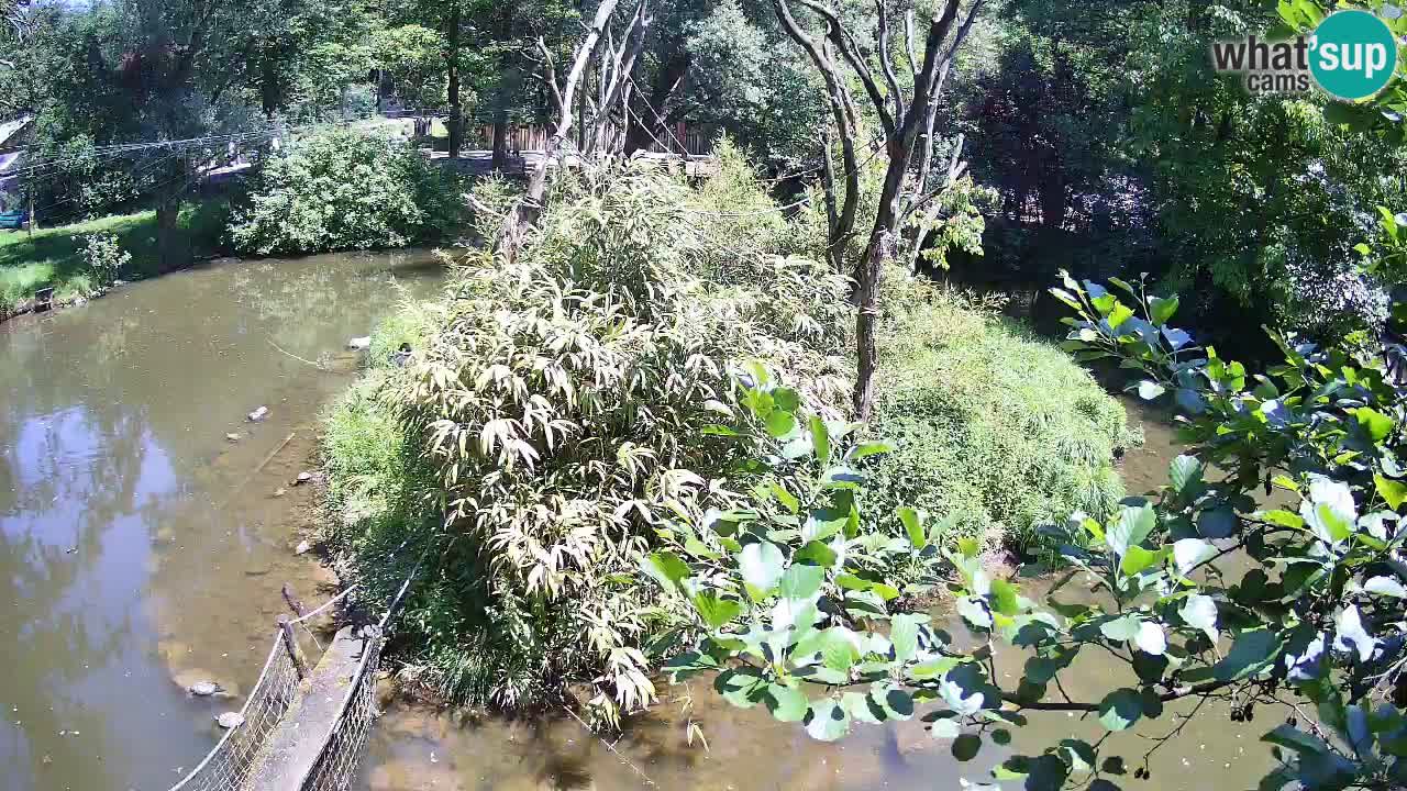 Südlicher Gelbwangen-Schopfgibbon Zoo Ljubljana webcam