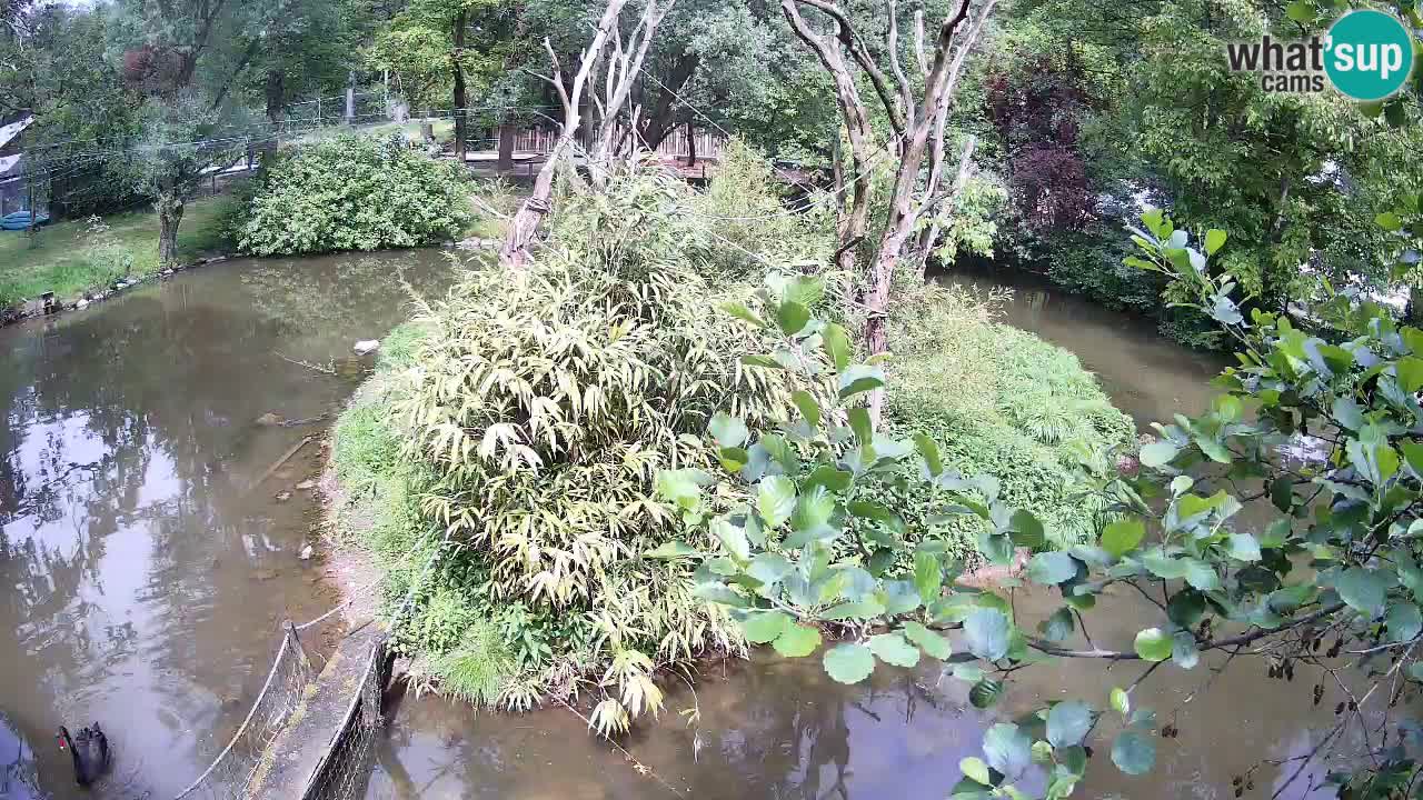 Südlicher Gelbwangen-Schopfgibbon Zoo Ljubljana webcam