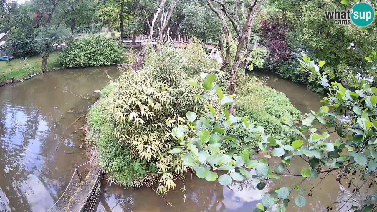 Gibbone dalle guance rosa nello ZOO di Ljubljana