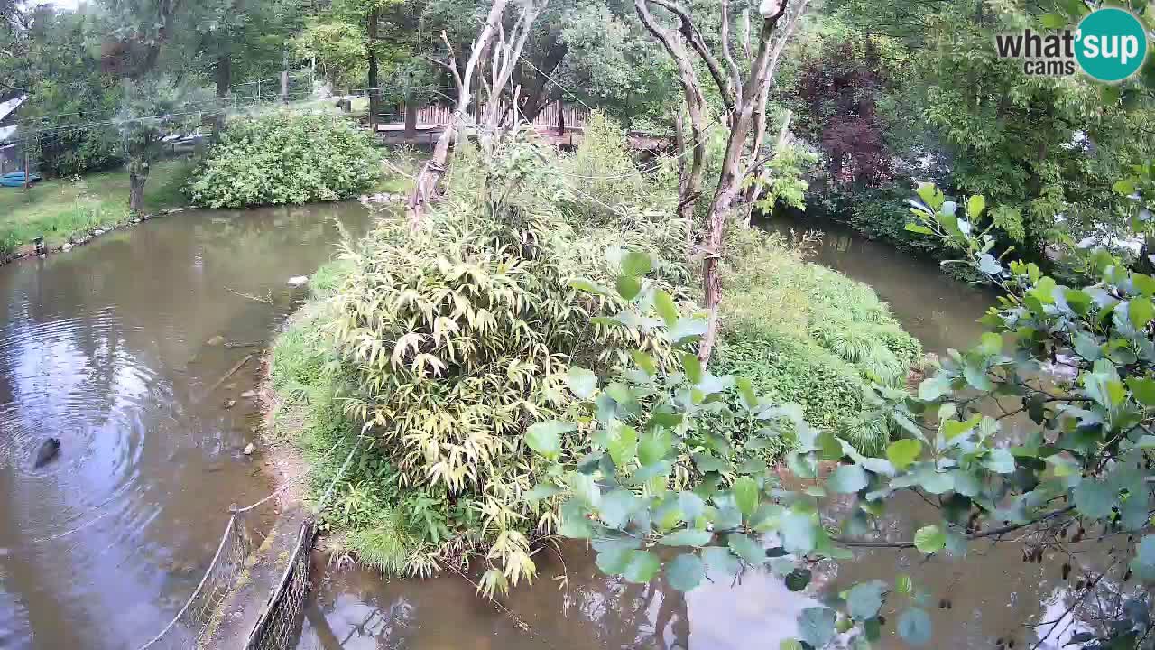 Yellow-cheeked gibbon Zoo Ljubljana livecam