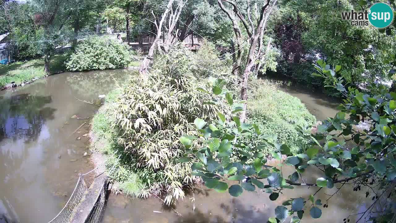Südlicher Gelbwangen-Schopfgibbon Zoo Ljubljana webcam