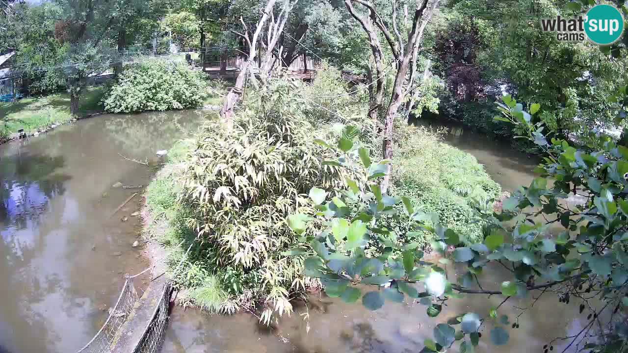 Yellow-cheeked gibbon Zoo Ljubljana livecam