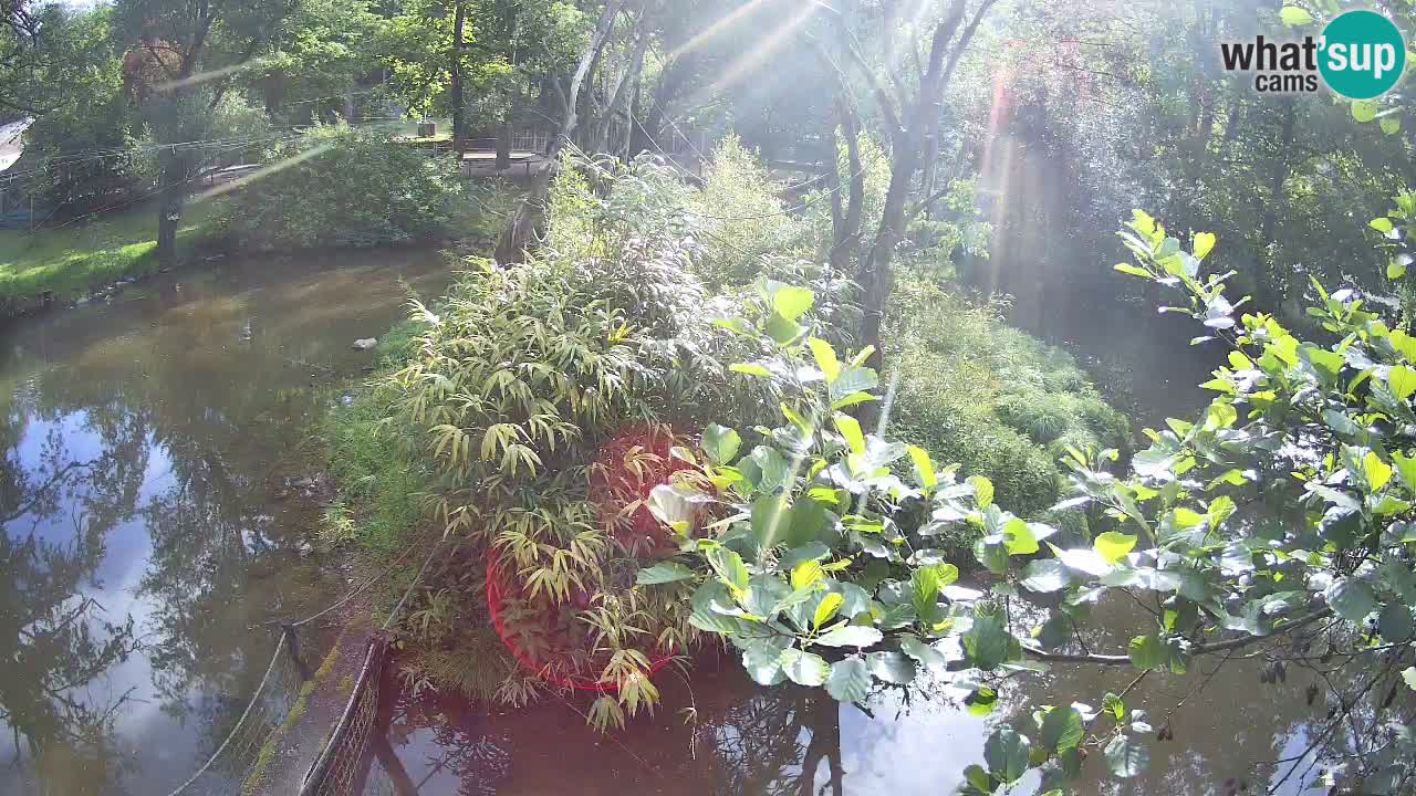Gibon – Nomascus gabriellae – Zoo Ljubljana web kamera