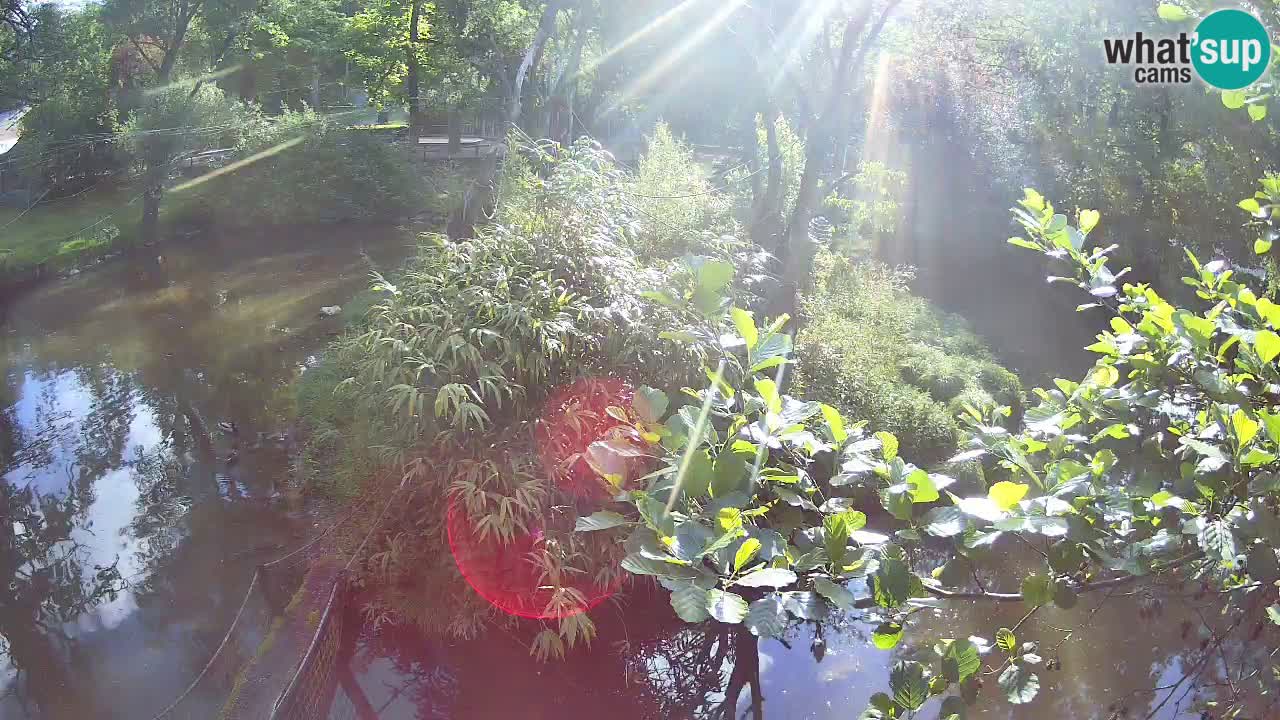 Südlicher Gelbwangen-Schopfgibbon Zoo Ljubljana webcam