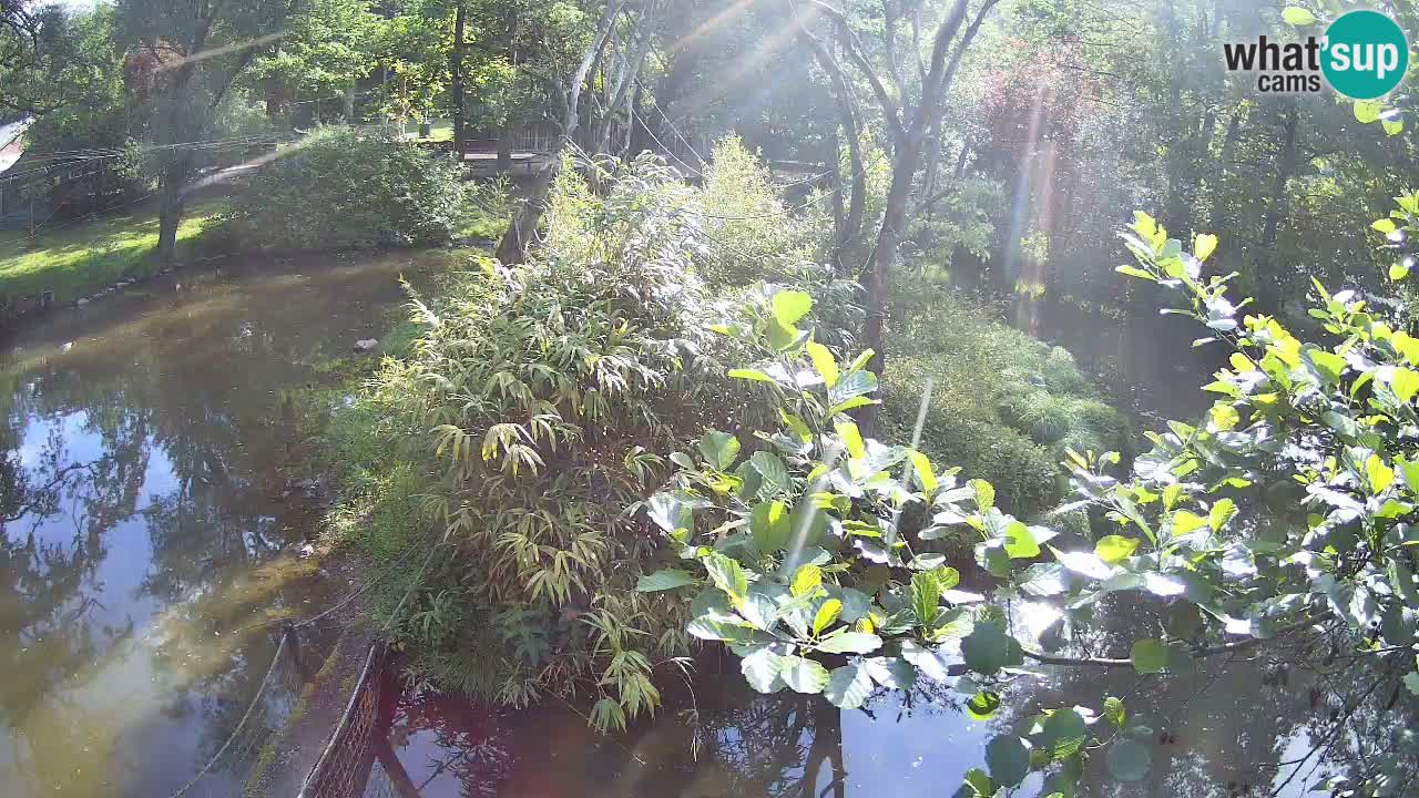 Gibon – Nomascus gabriellae – Zoo Ljubljana web kamera
