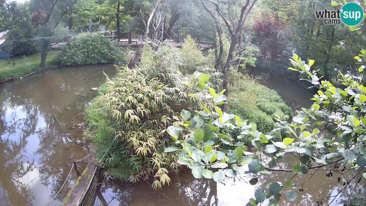 Südlicher Gelbwangen-Schopfgibbon Zoo Ljubljana webcam