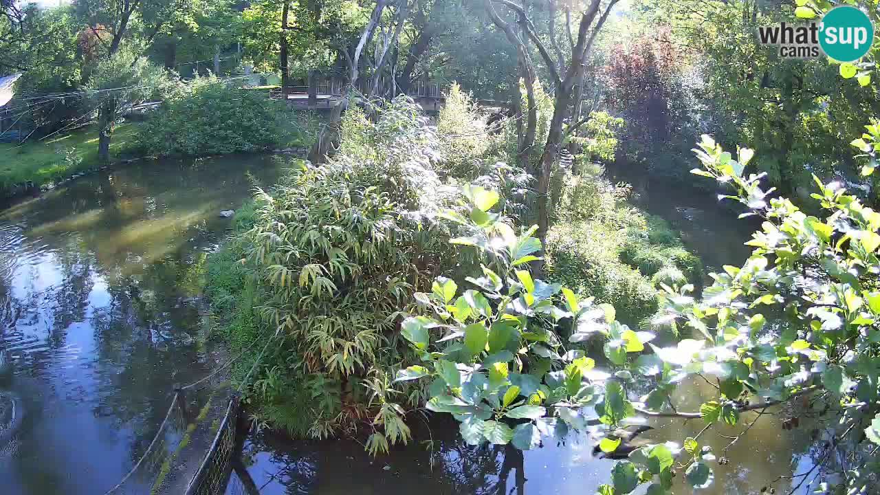 Gibon – Nomascus gabriellae – Zoo Ljubljana web kamera