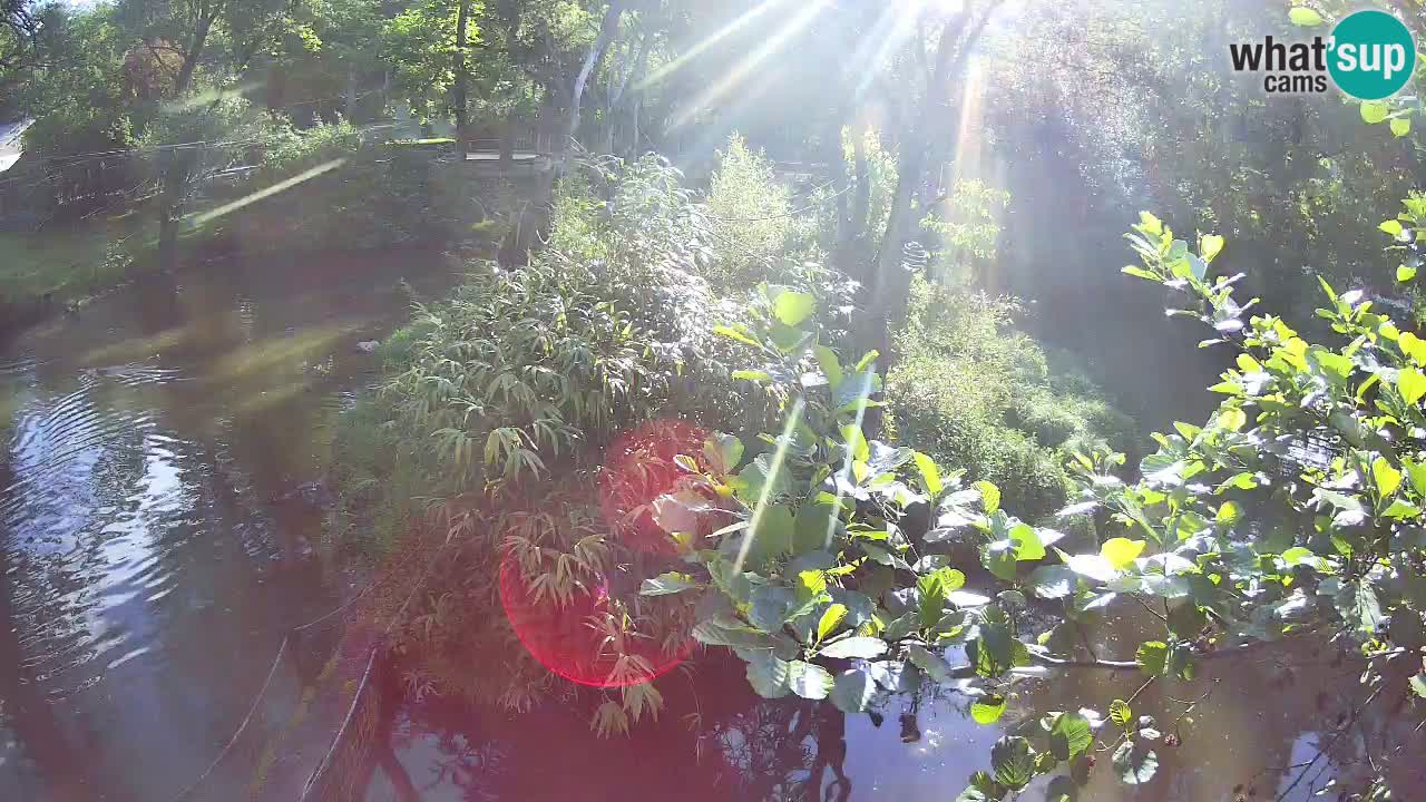 Gibbone dalle guance rosa nello ZOO di Ljubljana