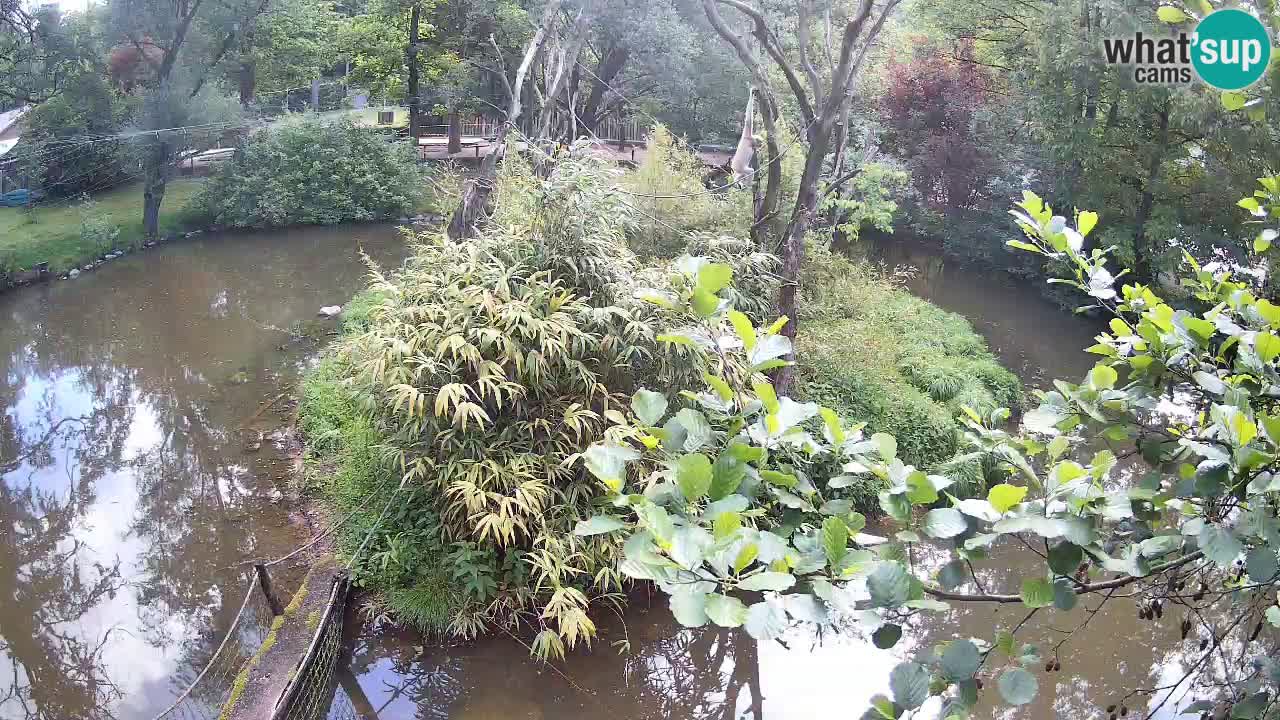 Südlicher Gelbwangen-Schopfgibbon Zoo Ljubljana webcam