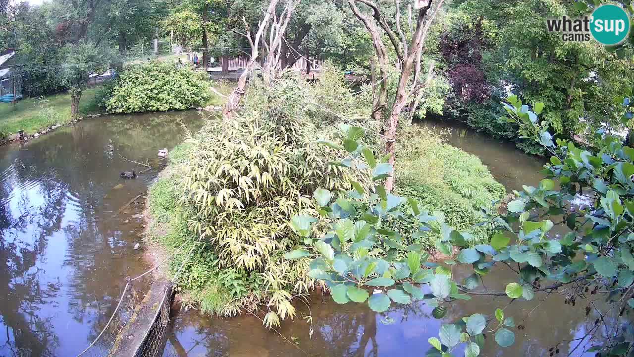 Gibbon à joues jaunes Zoo Ljubljana live cam