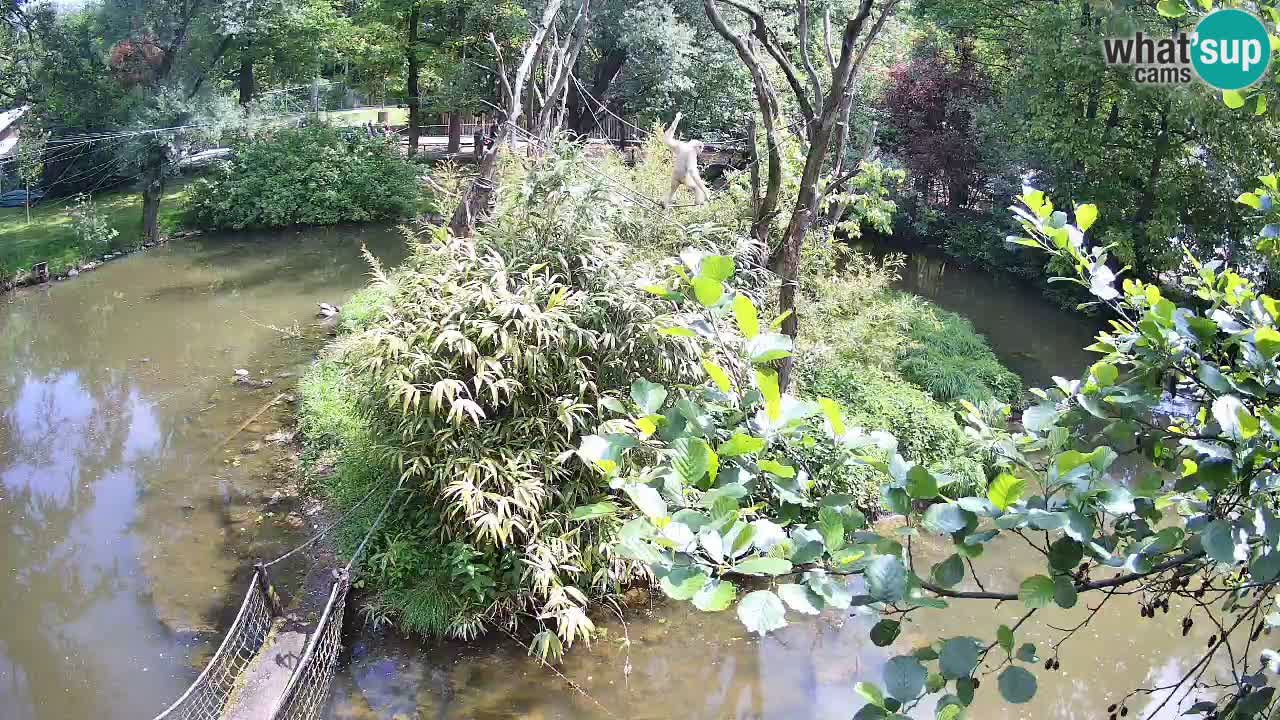 Südlicher Gelbwangen-Schopfgibbon Zoo Ljubljana webcam