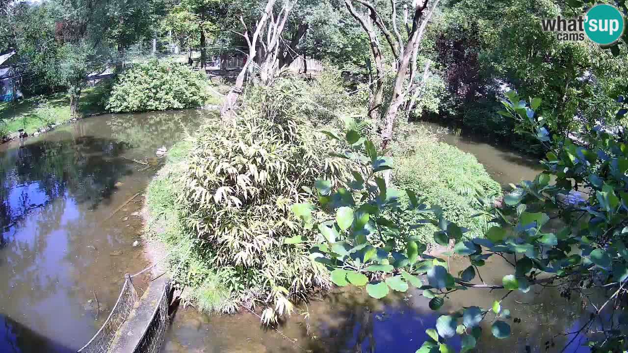 Yellow-cheeked gibbon Zoo Ljubljana livecam