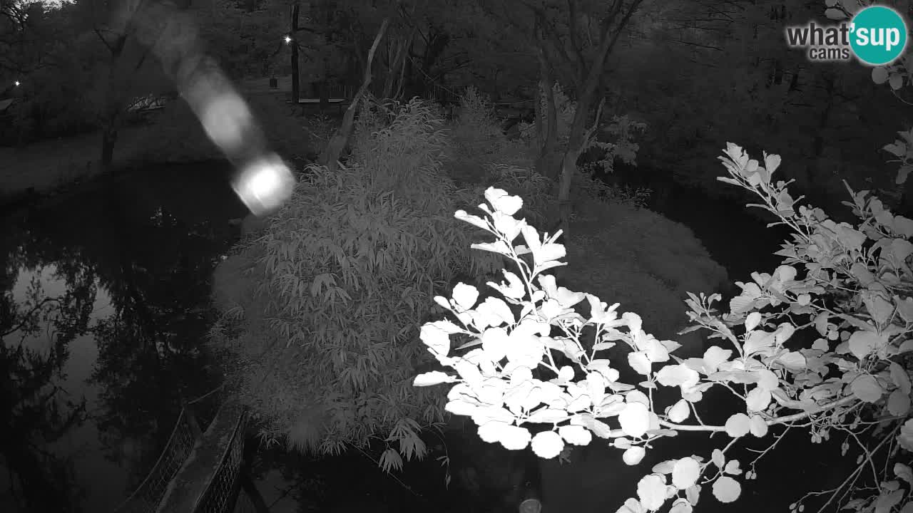 Yellow-cheeked gibbon Zoo Ljubljana livecam