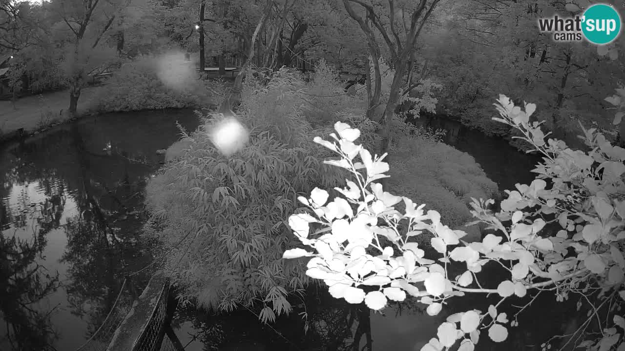 Südlicher Gelbwangen-Schopfgibbon Zoo Ljubljana webcam