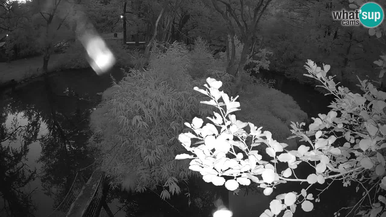 Südlicher Gelbwangen-Schopfgibbon Zoo Ljubljana webcam
