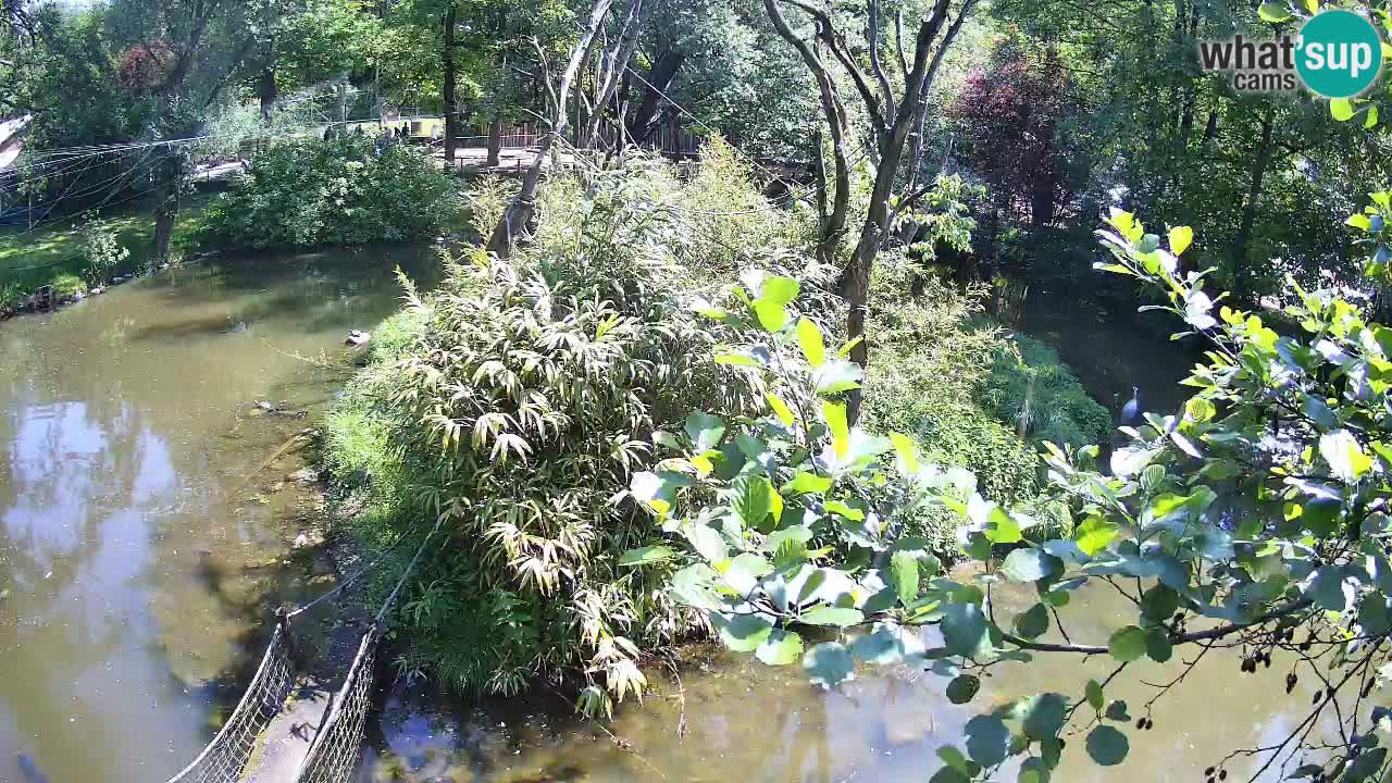 Yellow-cheeked gibbon Zoo Ljubljana livecam