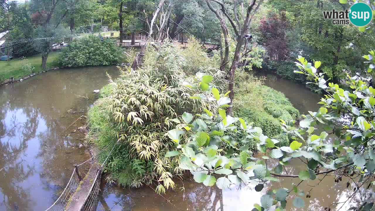 Gibon – Nomascus gabriellae – Zoo Ljubljana web kamera