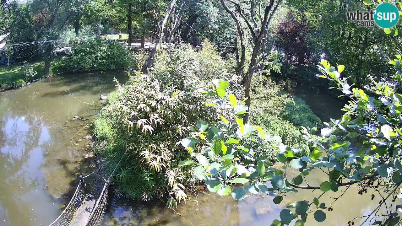 Gibbone dalle guance rosa nello ZOO di Ljubljana