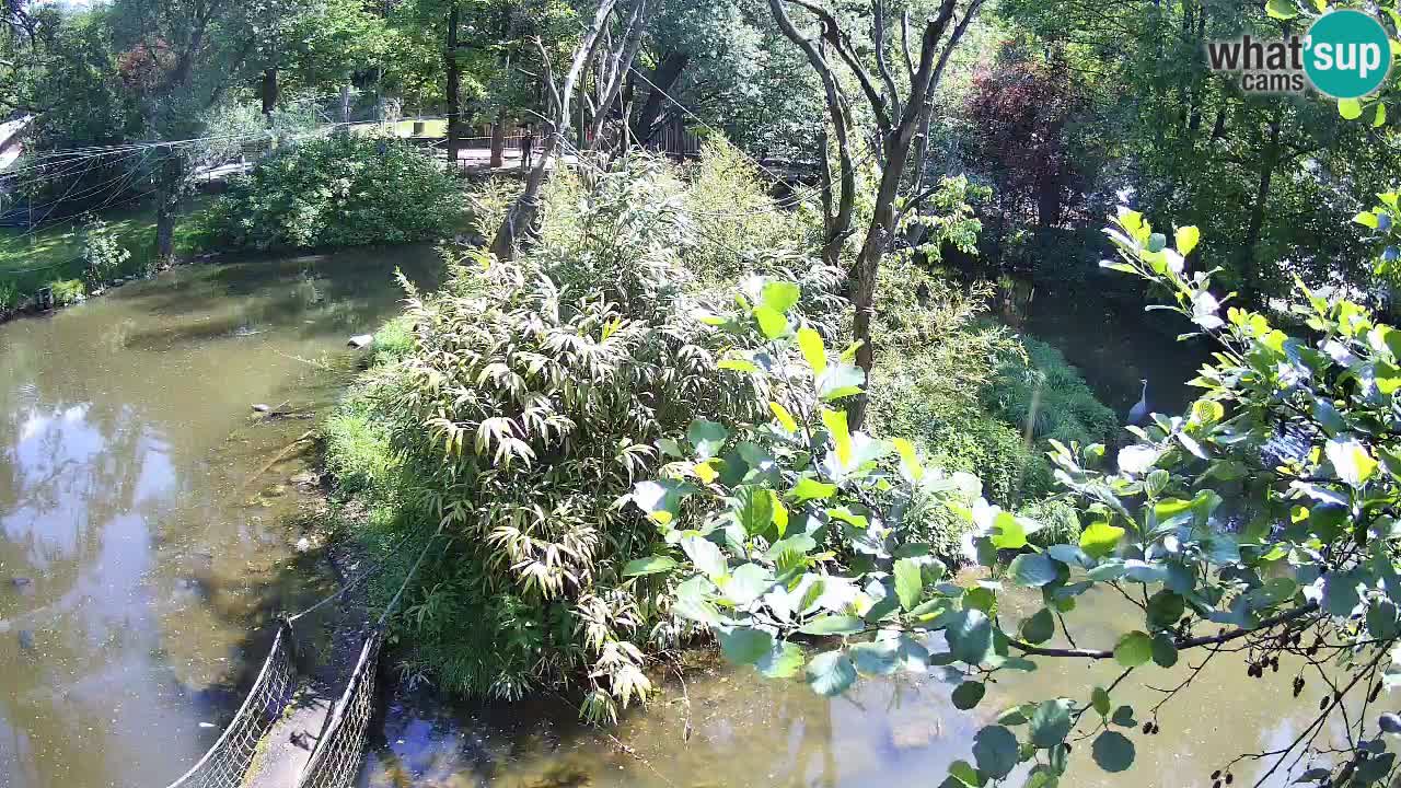 Gibbon à joues jaunes Zoo Ljubljana live cam